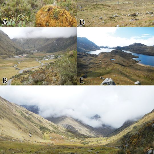 Pui Pui Protection Forest