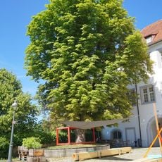 2 Kastanien im Schlosshof