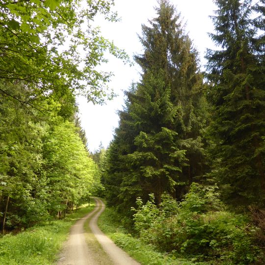 Winterquartiere der Mopsfledermaus im Oberpfälzer Wald