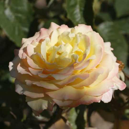 Rosaleda Ángel Esteban