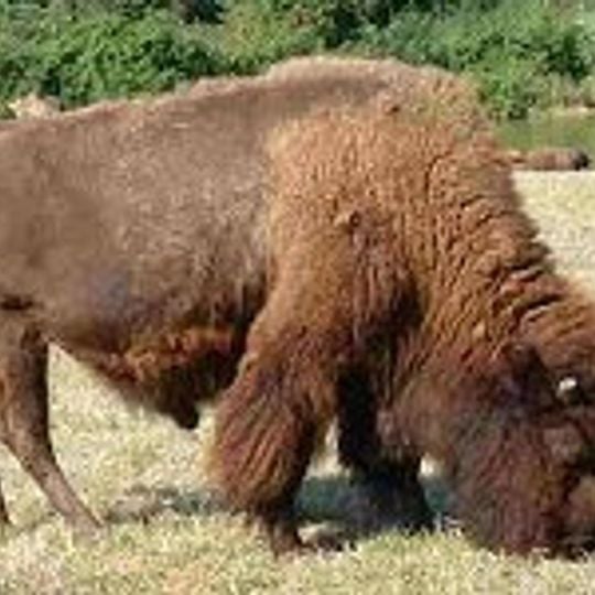 Bisonnerie de Borde Basse