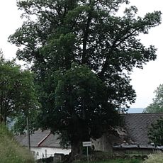 Lípa u Zelených