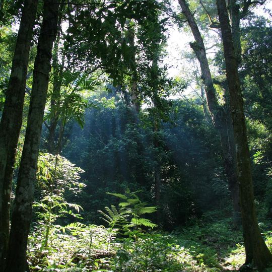 Borneo lowland rain forests