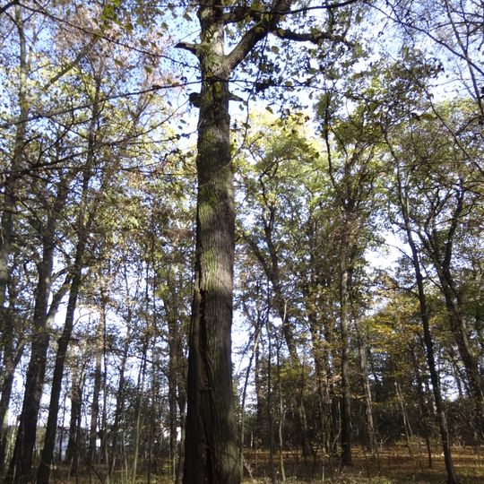 Dub letní proti Lišovické ulici v Kunratické bažantnici