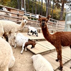 Зоокът Лесковец