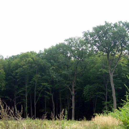 Rezerwat przyrody Grabowiec