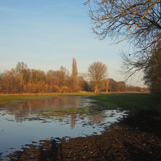 NSG Der breite Eschel