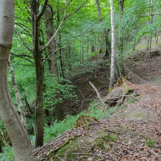 Hangwald Puckinger-Leiten