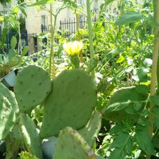Jardin Pierre-Seghers