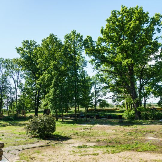 3 Quercus robur in Dröschkau
