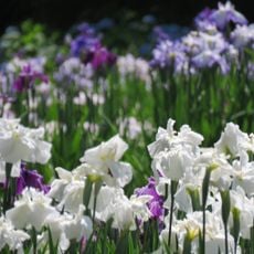 Banshu Yamasaki Iris Garden