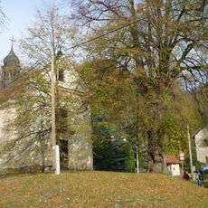 Lípa srdčitá (Tilia cordata)