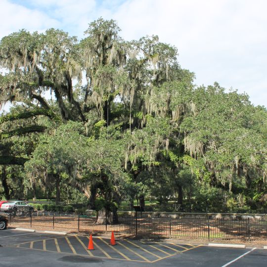 Candler Oak Tree