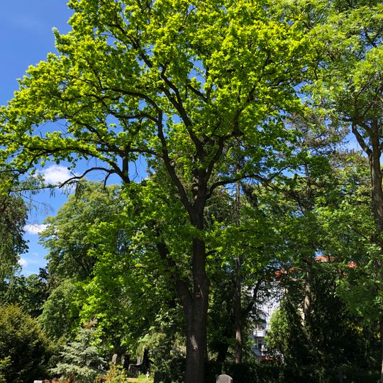 Stiel-Eiche Dreifaltigkeitsfriedhof