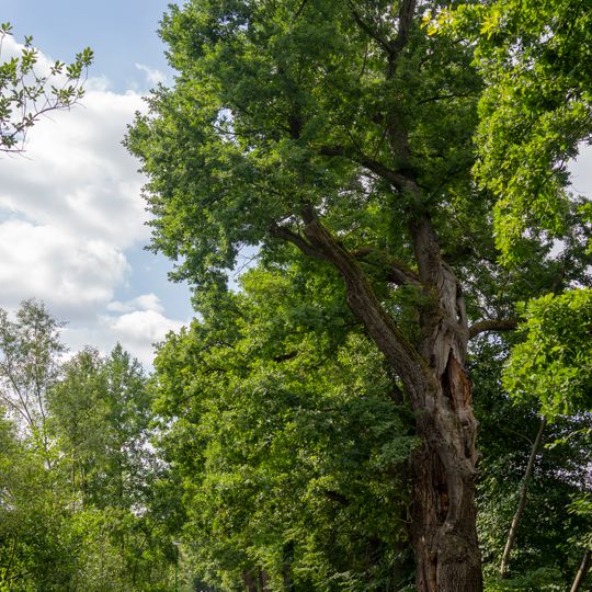Dubová alej u Bažantníku