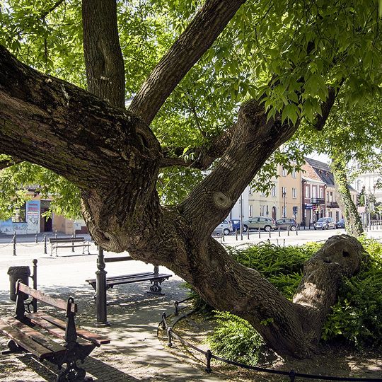 Kniender Baum in Krasnystaw