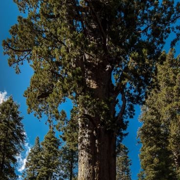 Arbres remarquables des différents continents