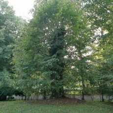 Naturdenkmal Sommer-Linde in Alte Hölle