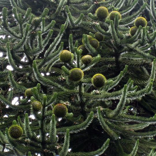 Arboretum de Puéchagut