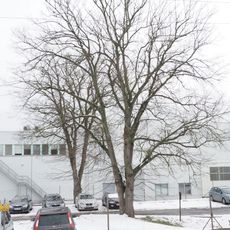 Trojice jilmů vazů