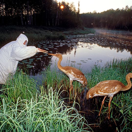Oksky Nature Reserve