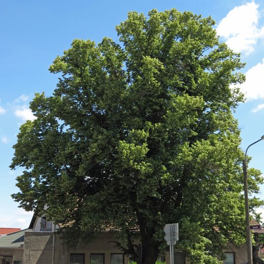 Lípa ve Stěžerech