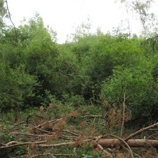 Rašeliniště u Polínek