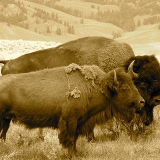 Antelope Island bison herd