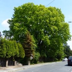 Naturdenkmal Stieleiche Quohrener Straße Bühlau
