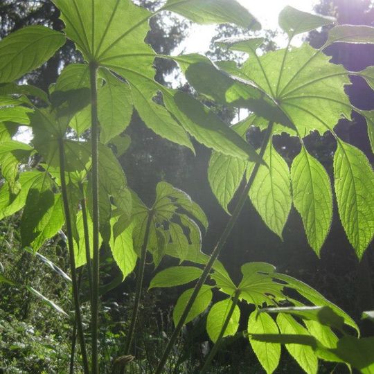 Jardin Jungle Karlostachys