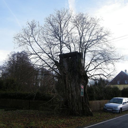 Soudní lípa v Severním