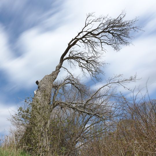 Hruška u Zouharova závrtu