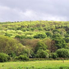 Wytham Woods