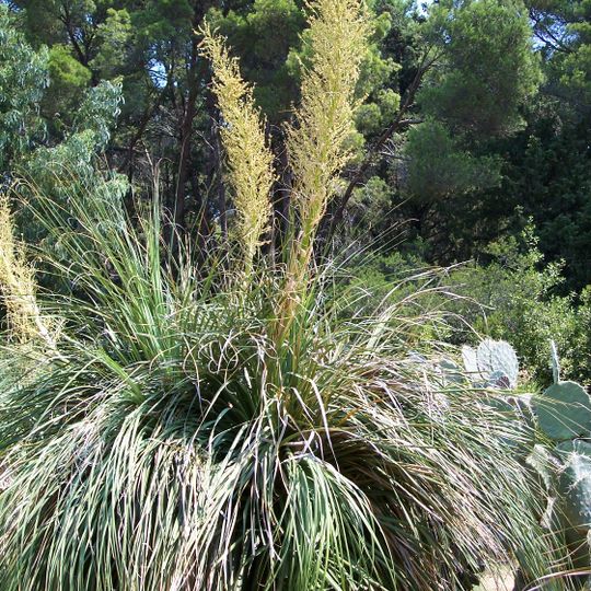 Les Épines de Lespinet