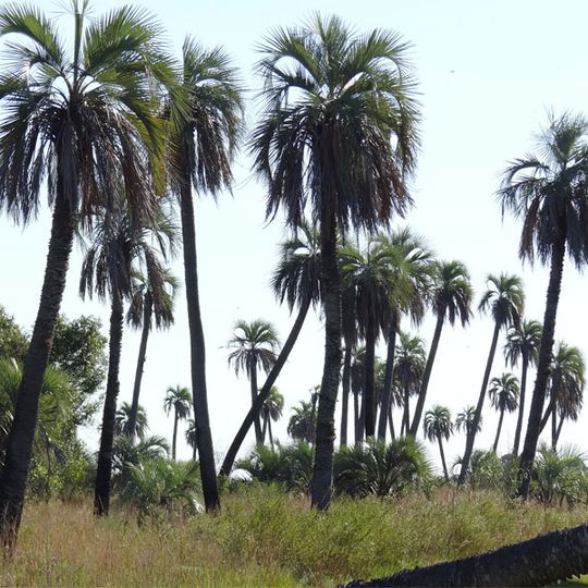 Parco nazionale di Mburucuyá