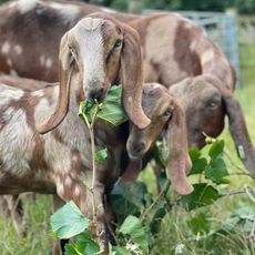 Hackney City Farm