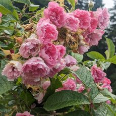 Fredericton Botanic Garden