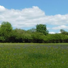 Hecke im Gewann Börlenbergegert