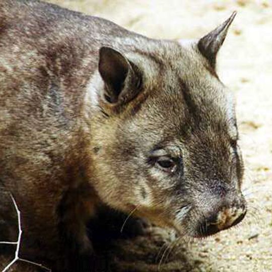 Epping Forest National Park