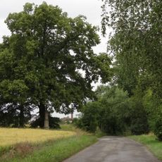 Lípy malolisté u křížku