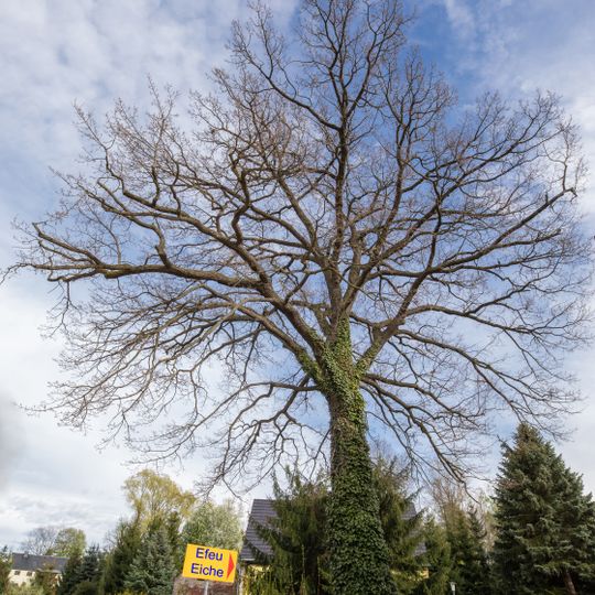 Hedera oak in Eppendorf