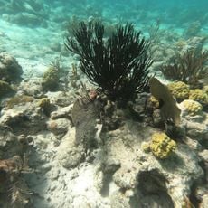 Waterlemon Cay Beach