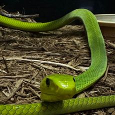 Kentucky Reptile Zoo