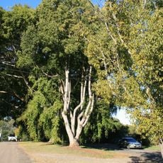 Anzac Avenue Memorial Trees