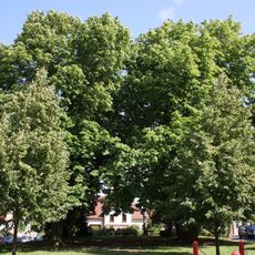 Jírovce na náměstí Vojtěšky Matyášové