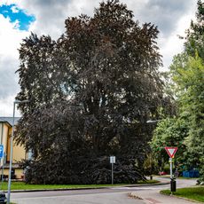 Buk lesní - červenolistý