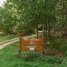 Forêt d'Horte