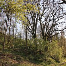 Naturdenkmal Winterlinden Mühläcker