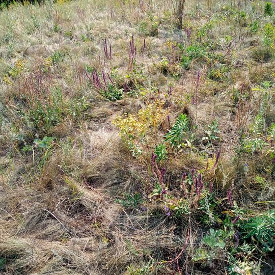 Starchenkivs'kyi Entomological Preserve