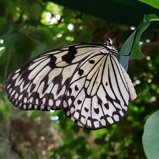 Au Paradis du Papillon